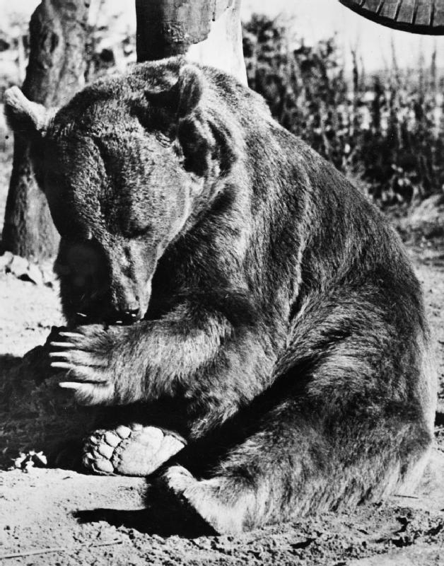 Wojtek in retirement